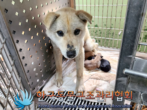 한국동물구조관리협회_441392202300053